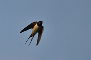 Swallow